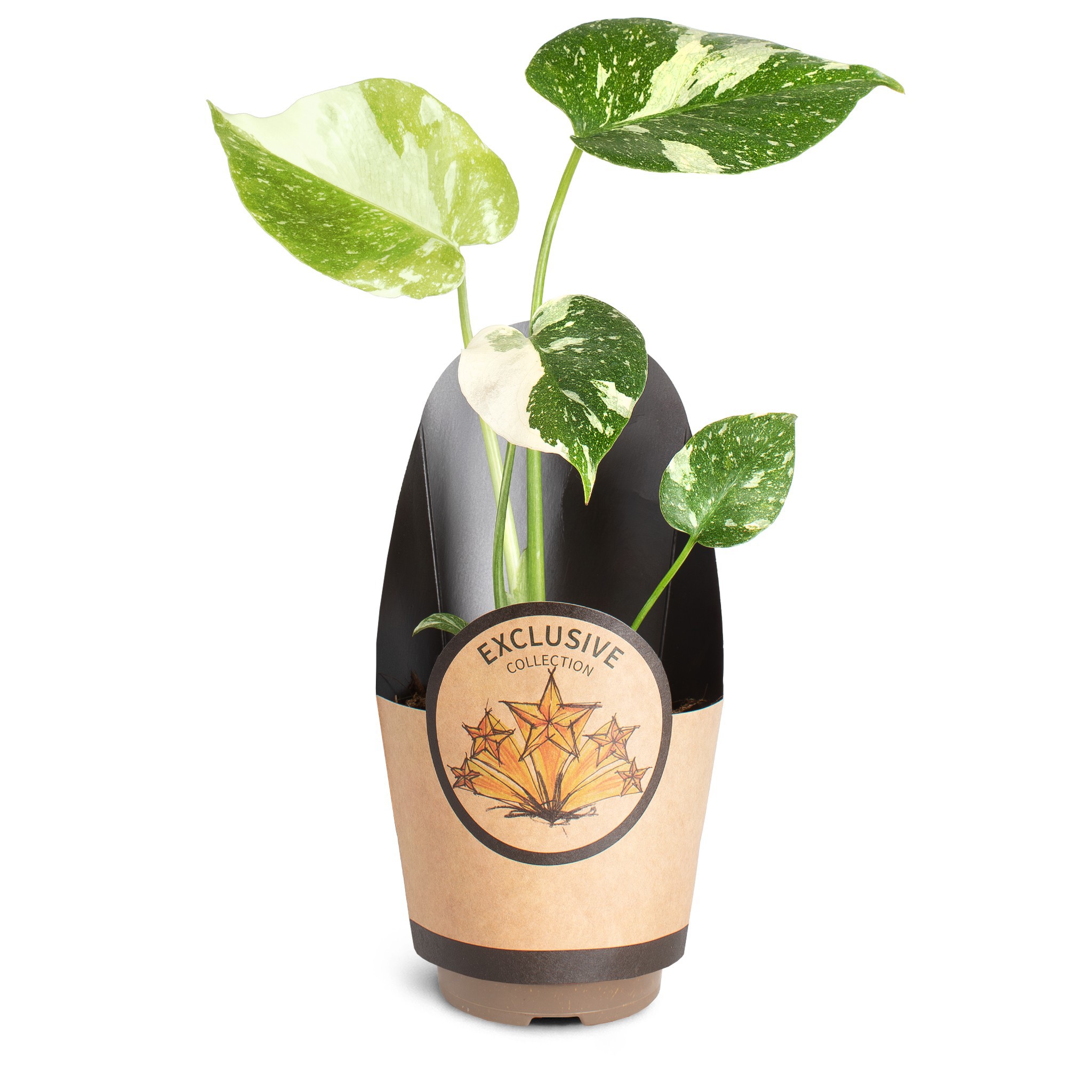 Monstera deliciosa 'Thai Constellation', D 11