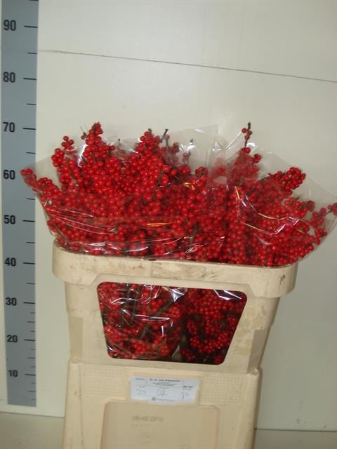 Илекс Красные ягоды 70, шт.