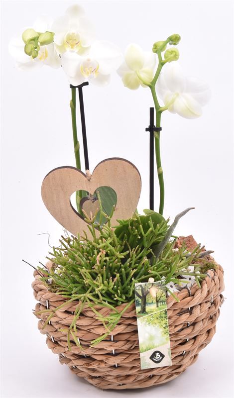 Mais mand 18cm, D 18