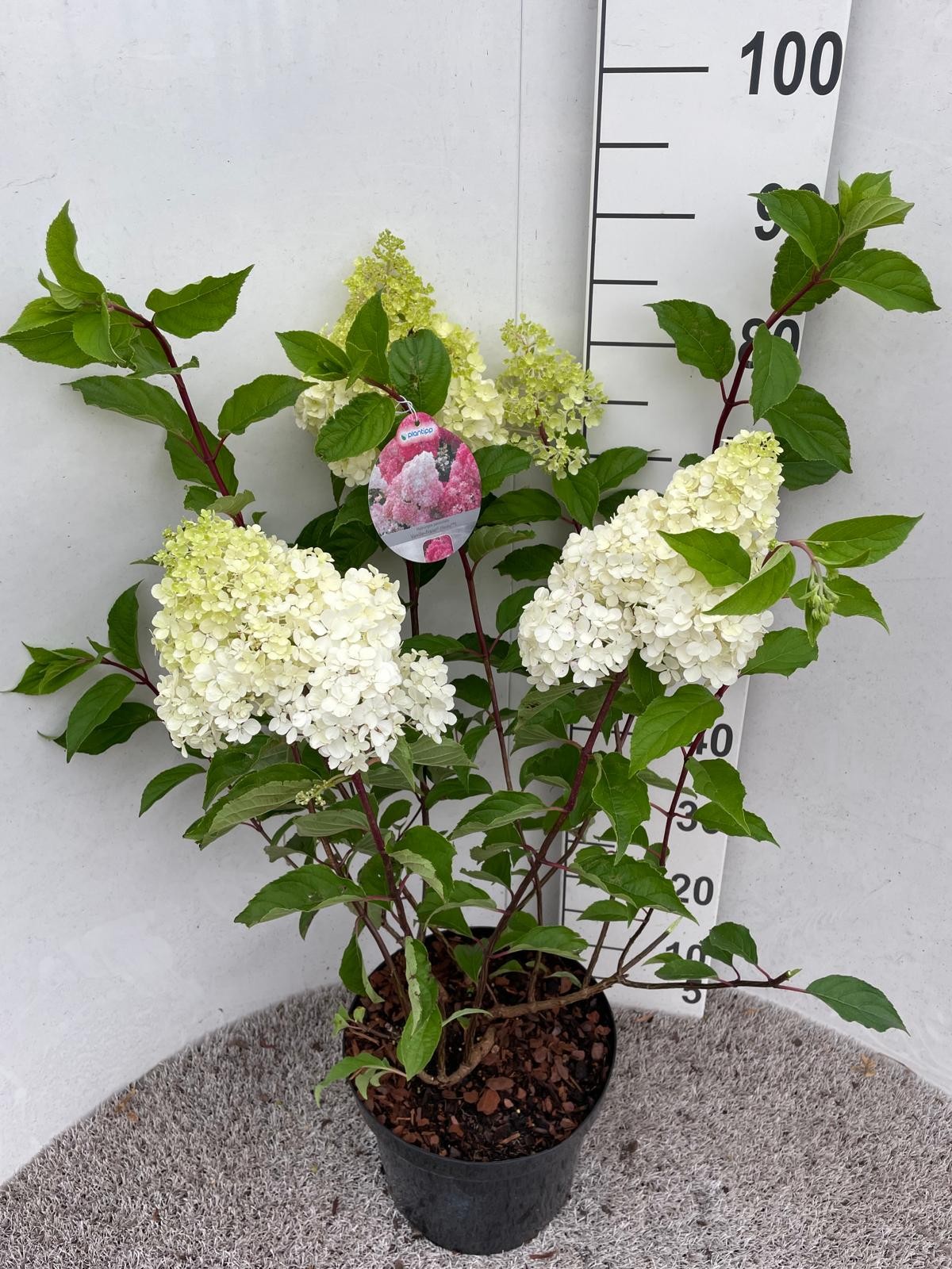 Hydrangea pan. Vanille Fraise 60-80 cm P26, D 26 cm