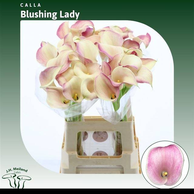 Калла Блашин Леди 65, шт.