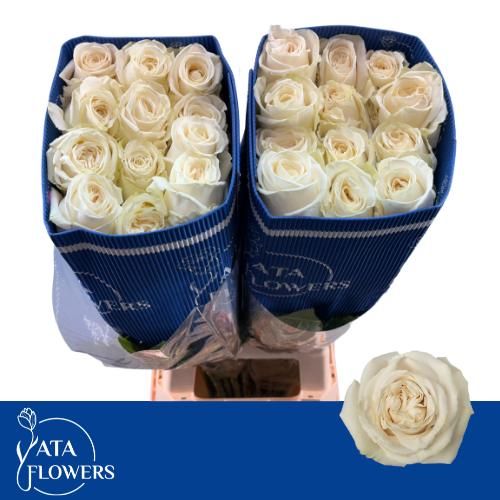 Роза од. Плая Бланка 80, шт.