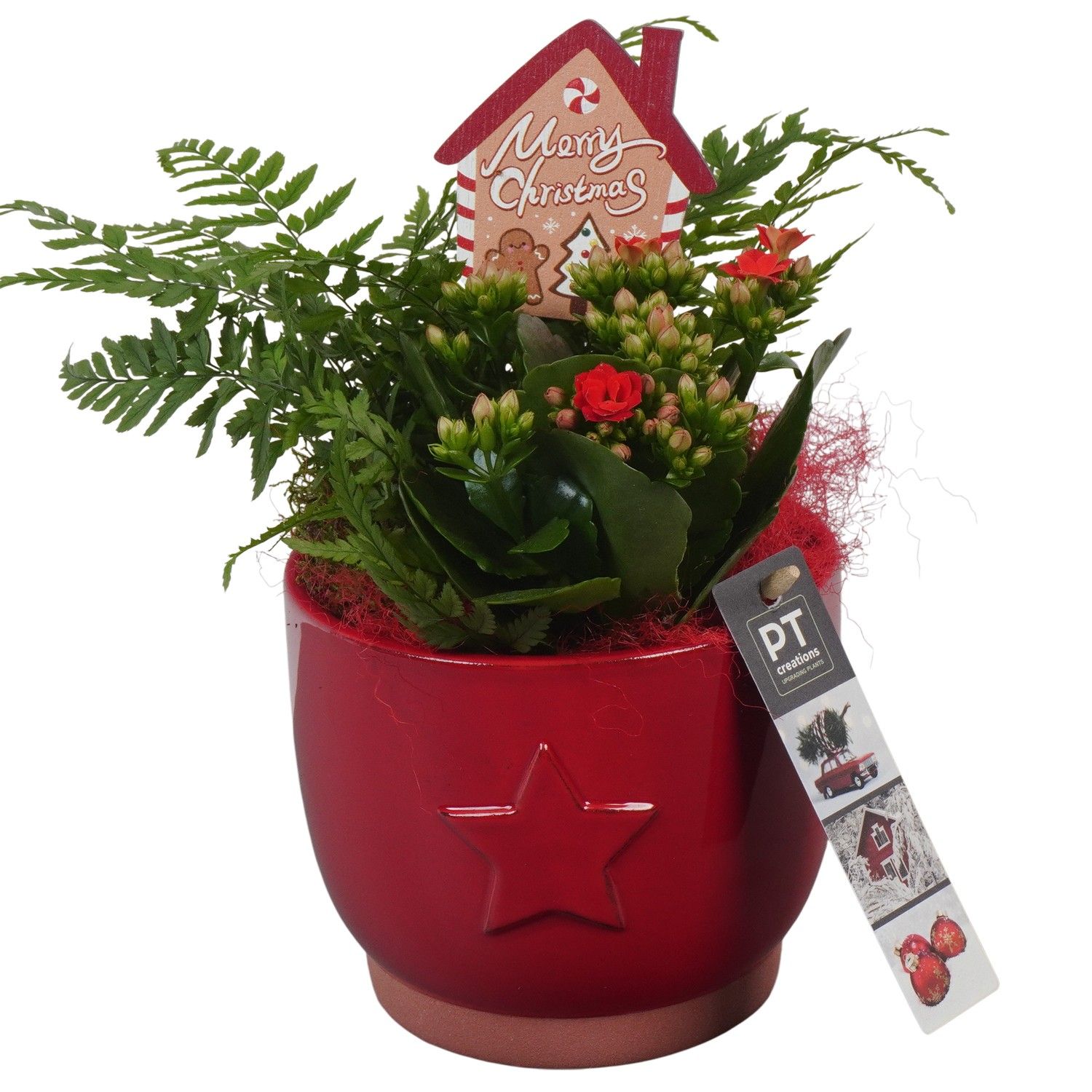 PTCHR7218 Arrangement Christmas Red in keramiek pot, D 13 cm