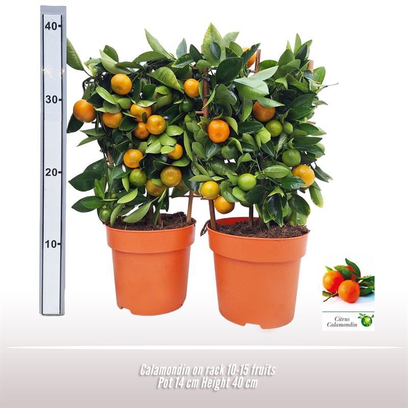 Calamondin op rek, D 14