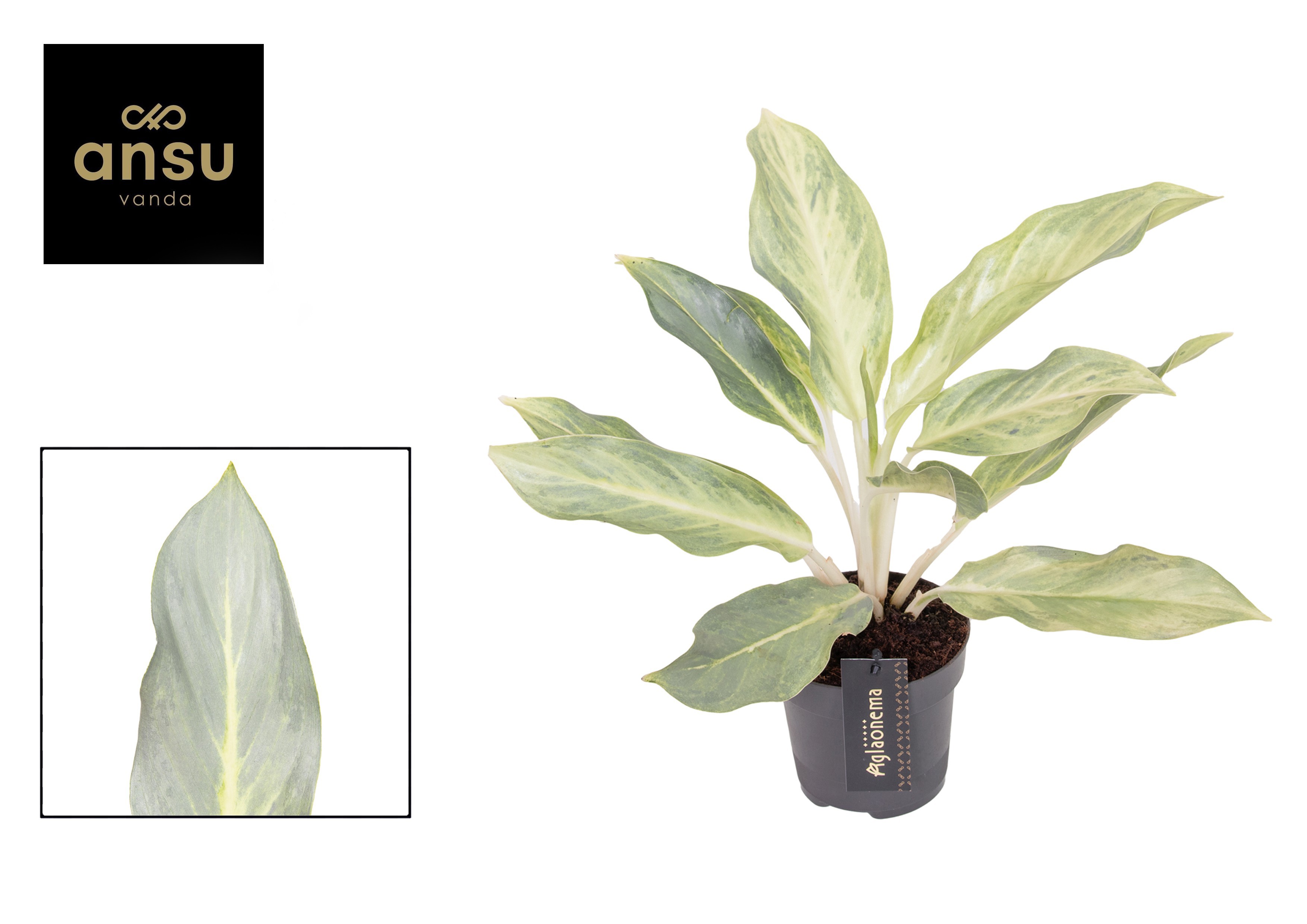 Aglaonema Aqua Green, D 12