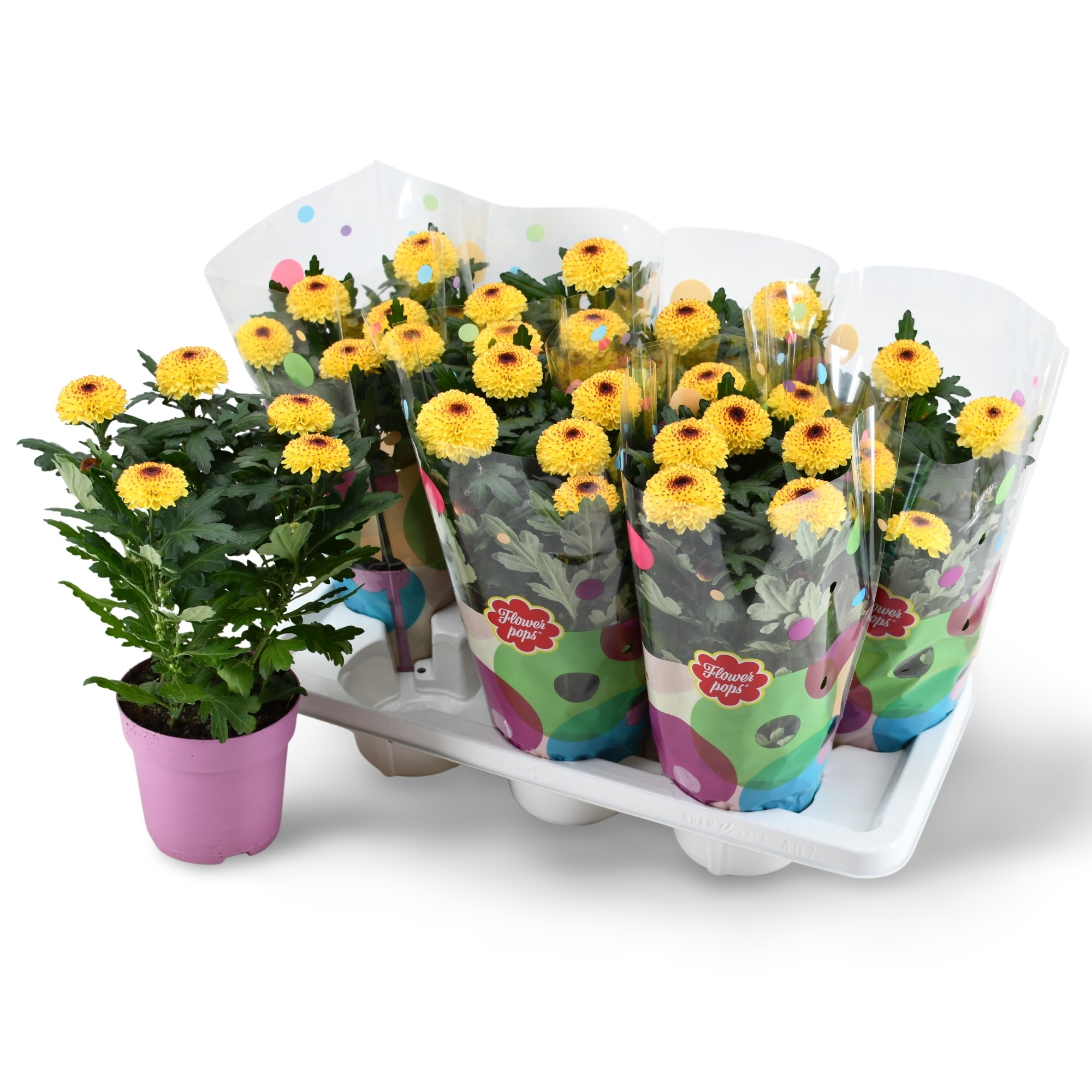 Flowerpops Abbey Yellow, D 14 cm