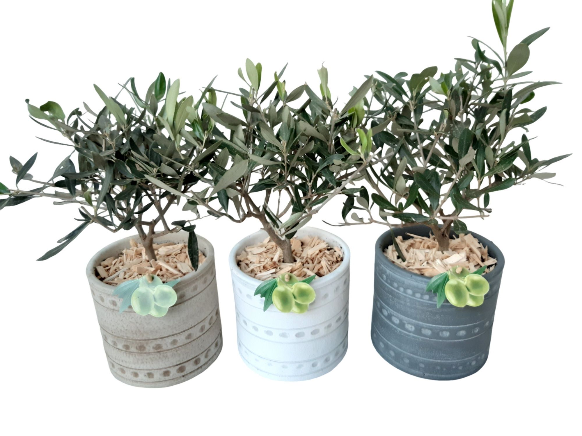 PCP14MXOLE Planter Pot Keramiek 14cm Olea Europa, D 14