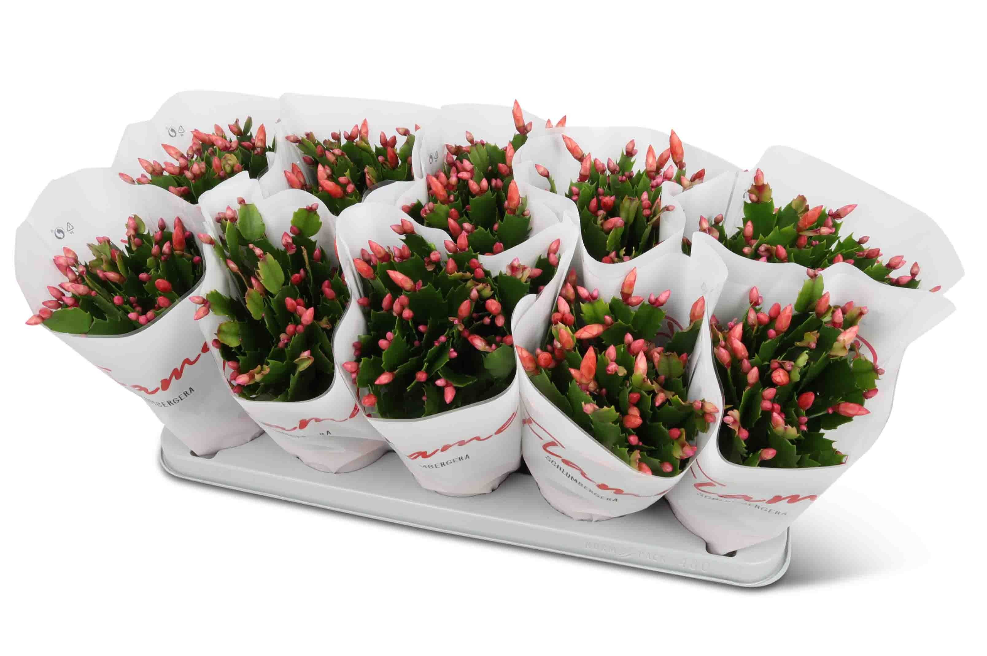 Schlumbergera Flame Red FLAME hoes, D 12 cm Schlumbergera Flame Red FLAME hoes, D 12 cm