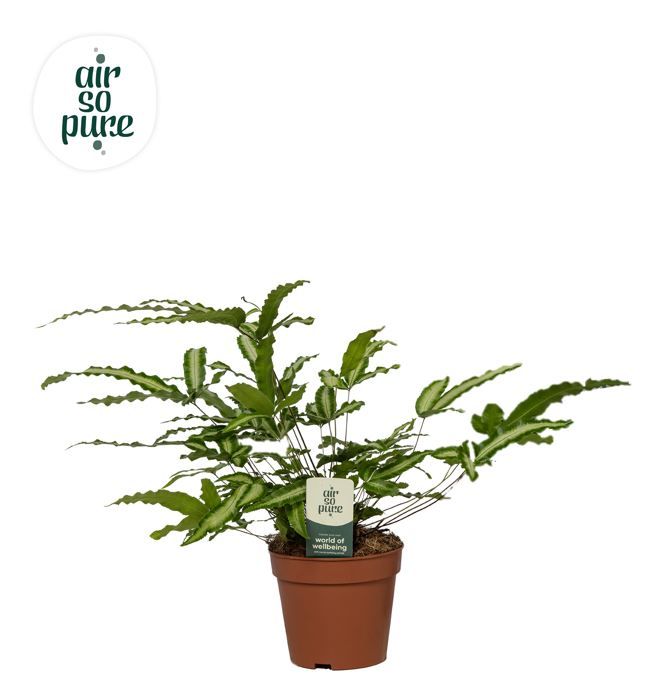 Pteris Albolineata - Air So Pure, D 12