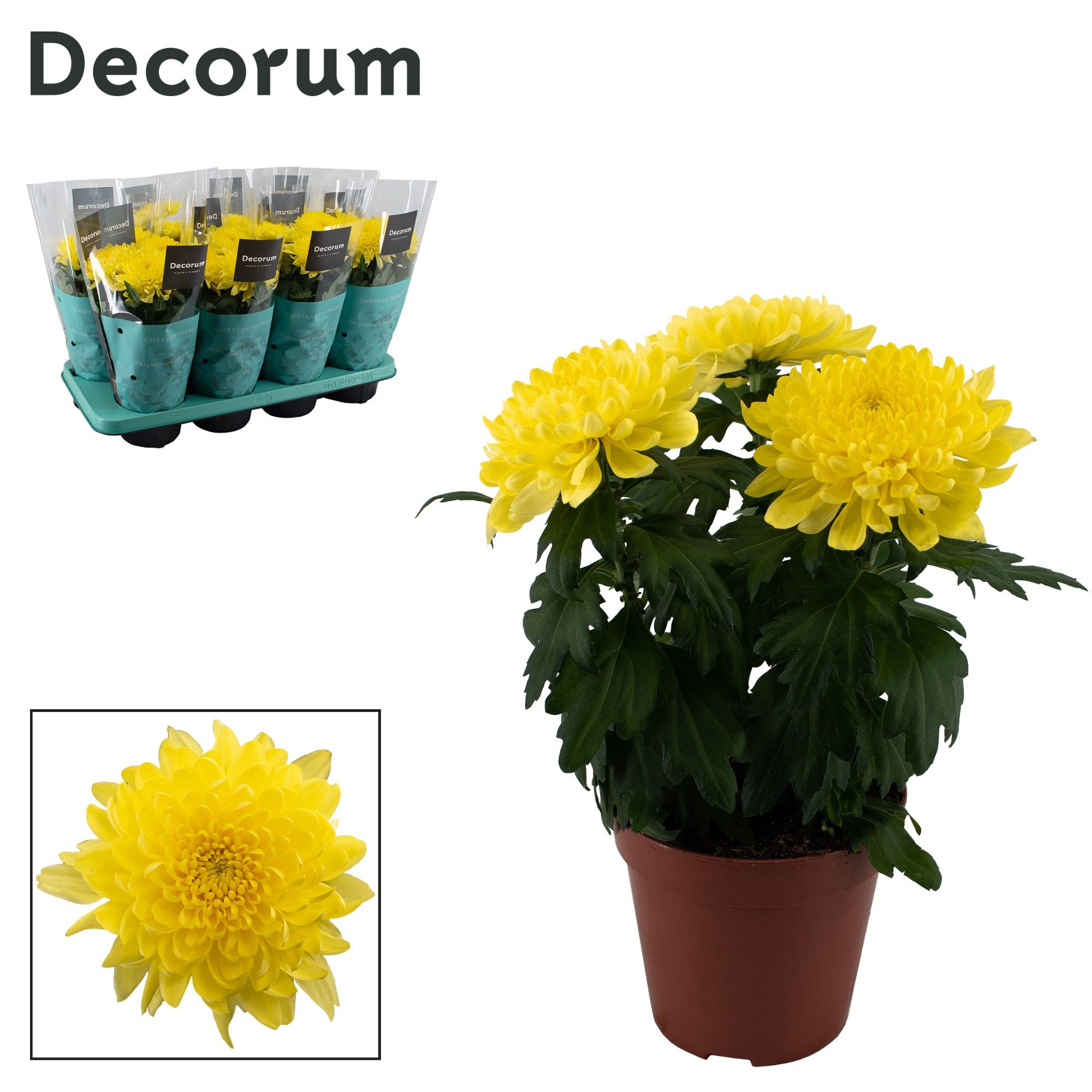 Decorum Chrysanne® Zembla Next Yellow, D 13