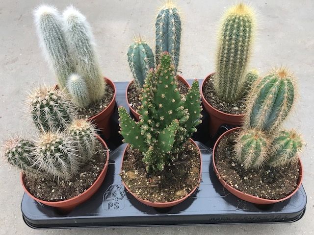 202 Zuilen mix 12 cm, D 12