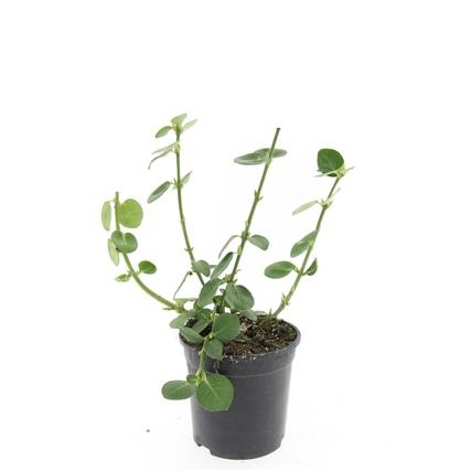 Euonymus fort. 'Vegetus', D 14 cm