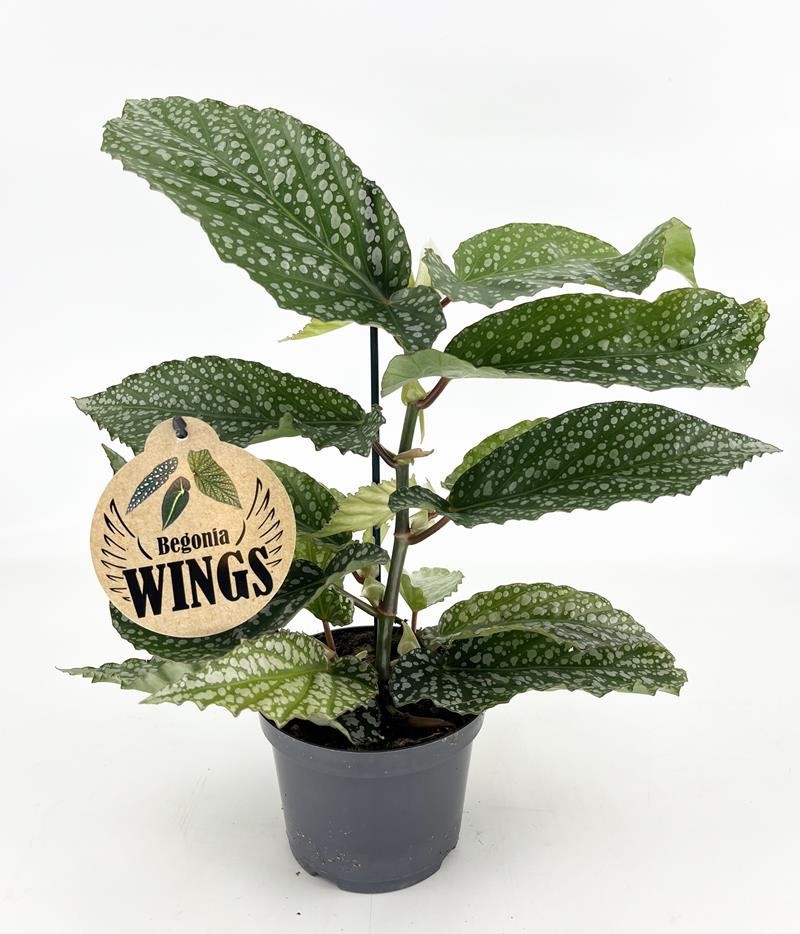 BEGONIA MACULATA H1624 Beg. Alameo Ol� Wing, D 12 cm