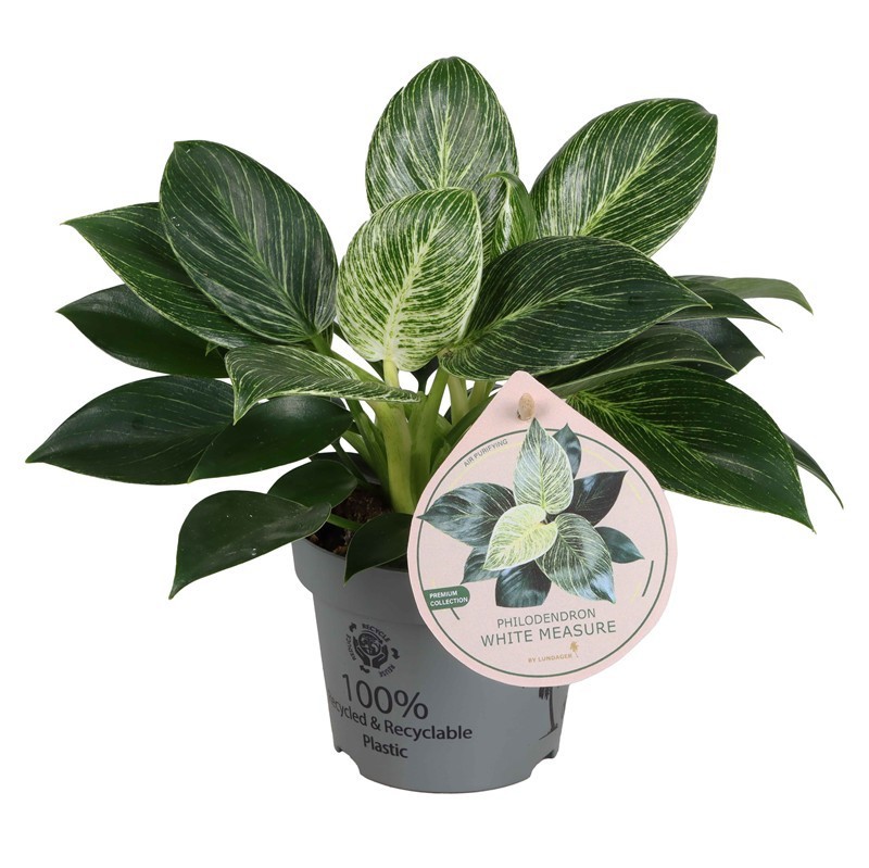 PHILODENDRON SELLOUM 'WHITE MEASSURE', D 12