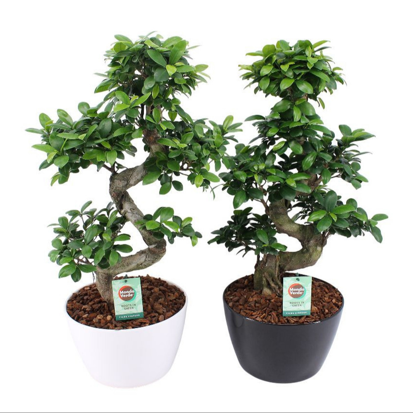 Ficus Ginseng S type in ZwartWit keramiek met Bark, D 28