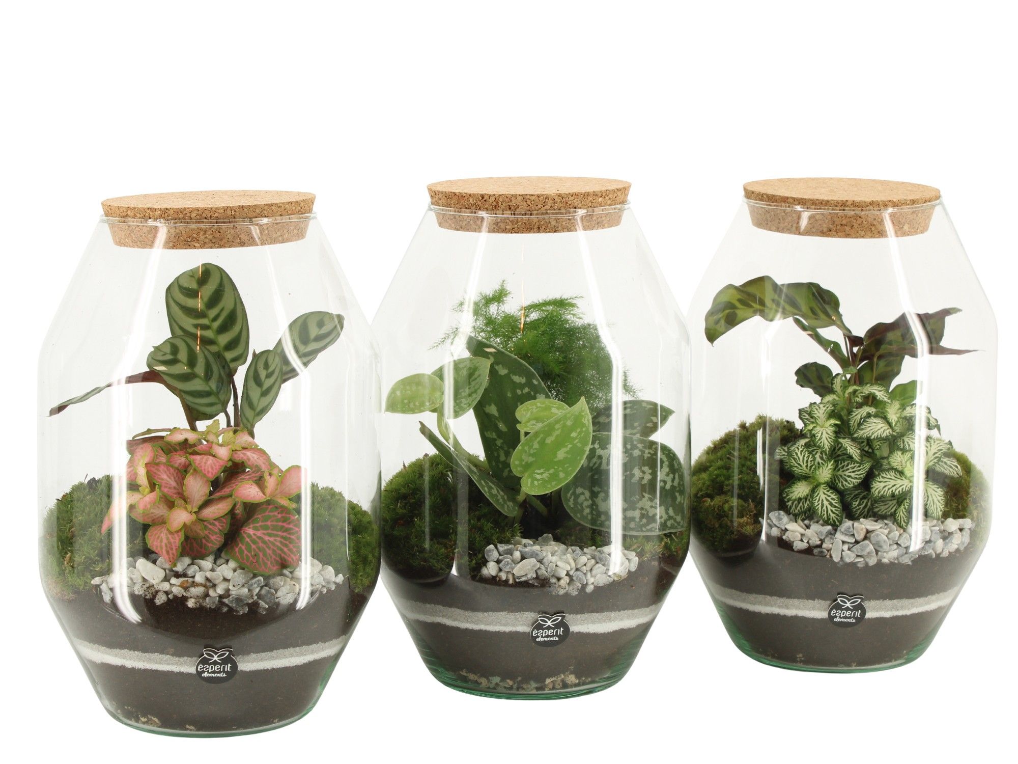 90810: Terrarium arrangement, D 17