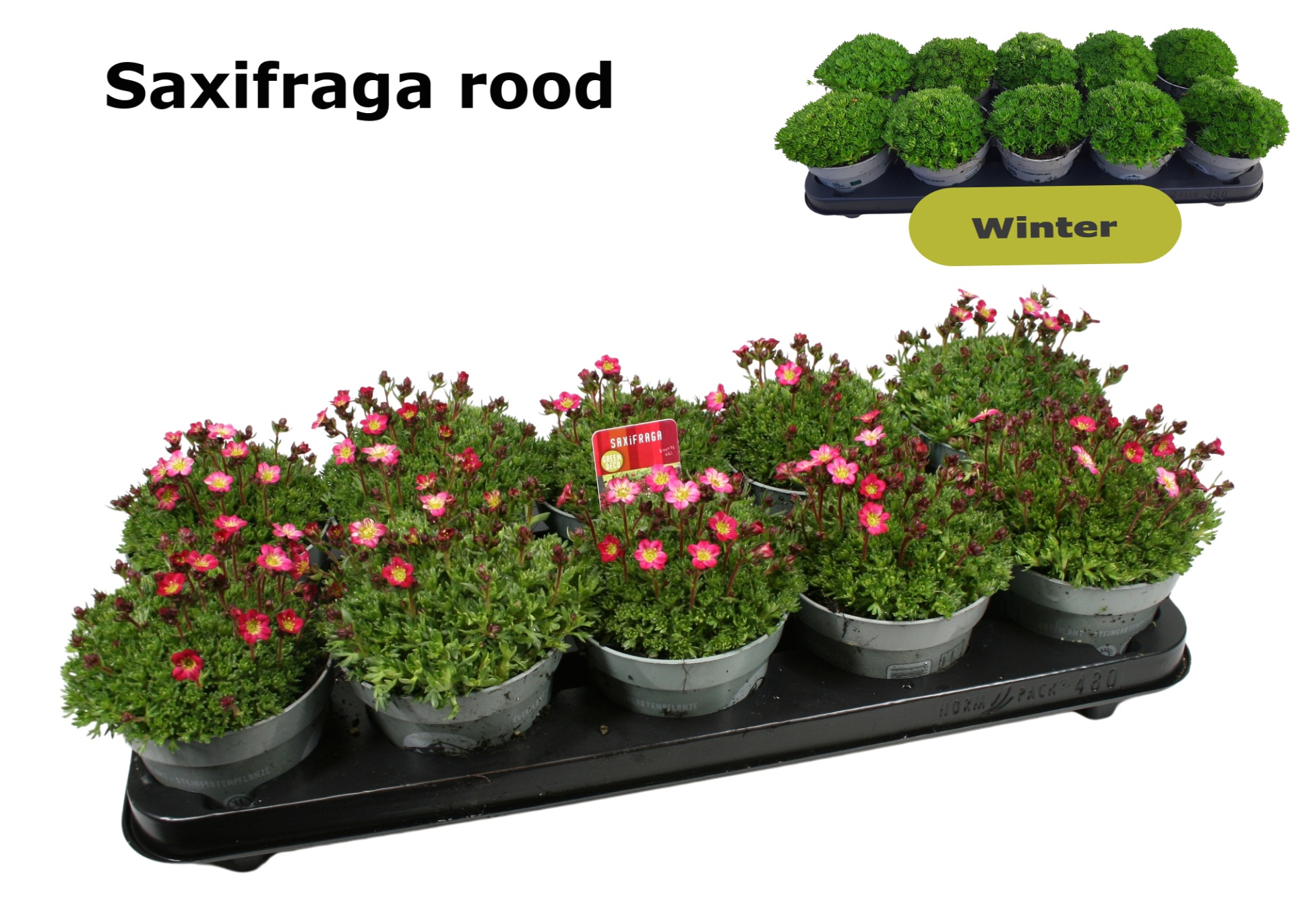 Saxifraga Pixie 12 cm rood, D 12