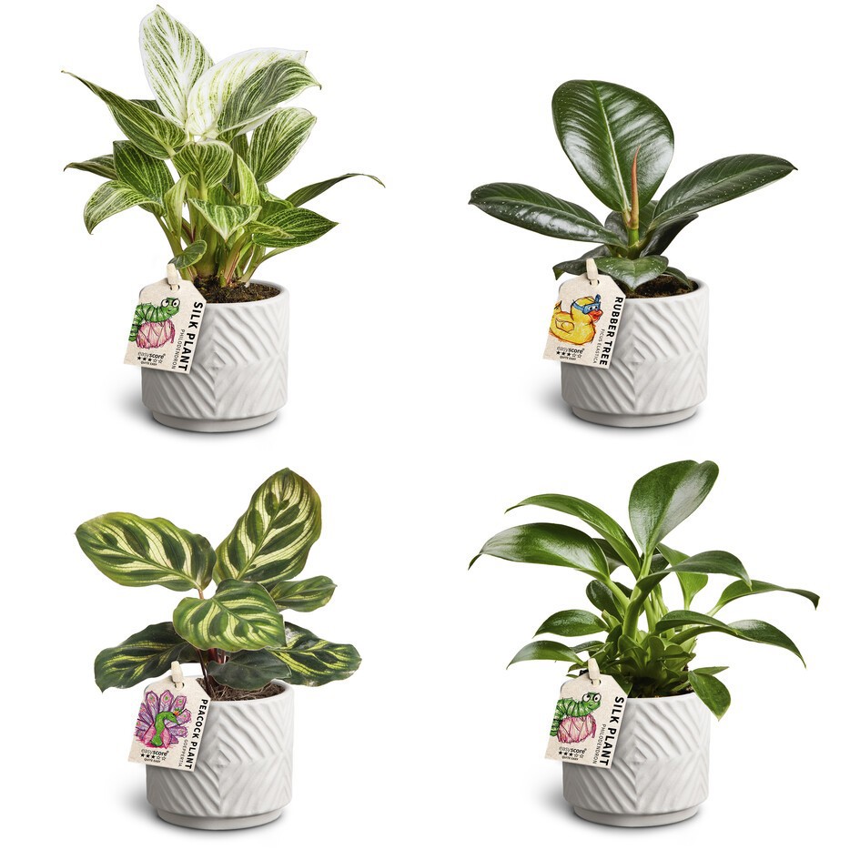 GREEN PLANTS MIX 30685125 Dune Leaf, D 7 cm