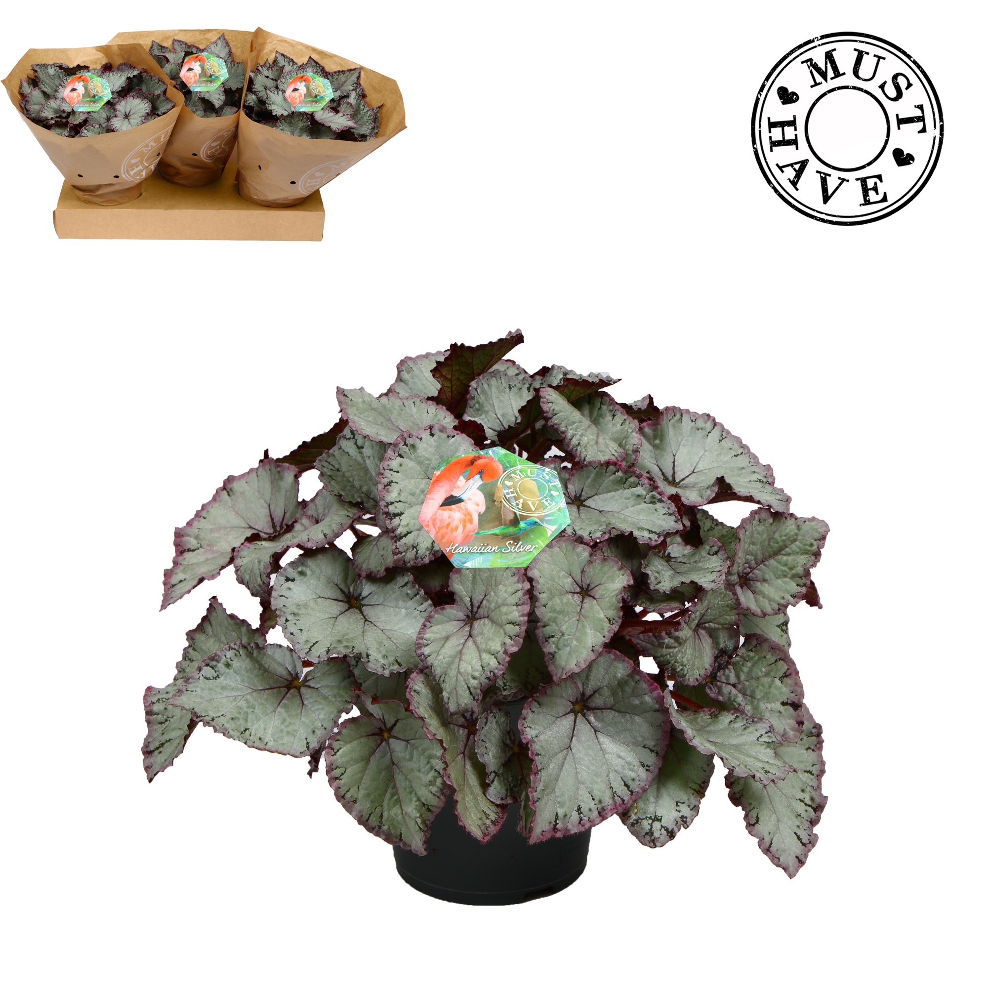 Bladbegonia Rex Hawaiian Silver Must Have, D 17