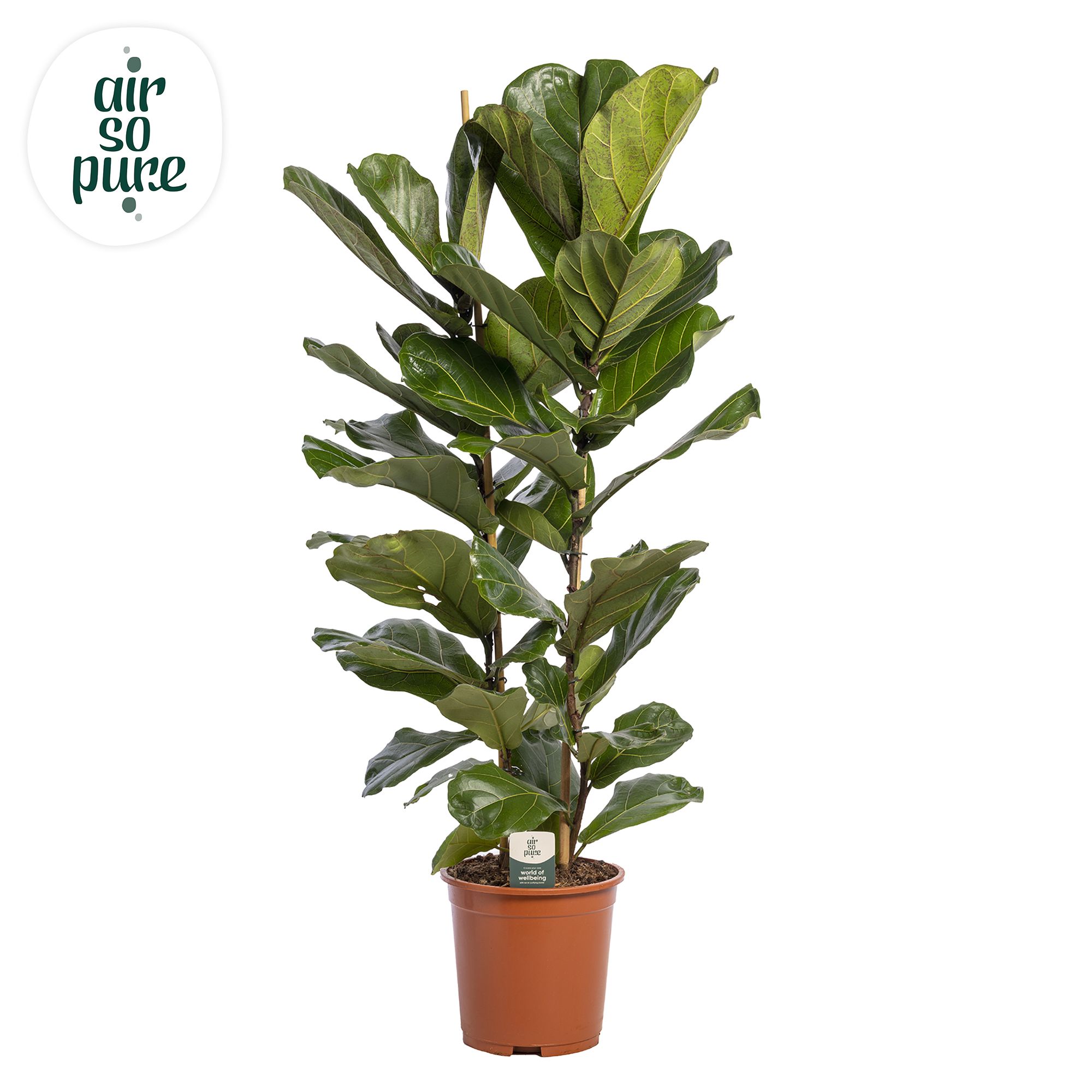 Ficus Lyrata, 2pp, p27 (Air so Pure), D 27