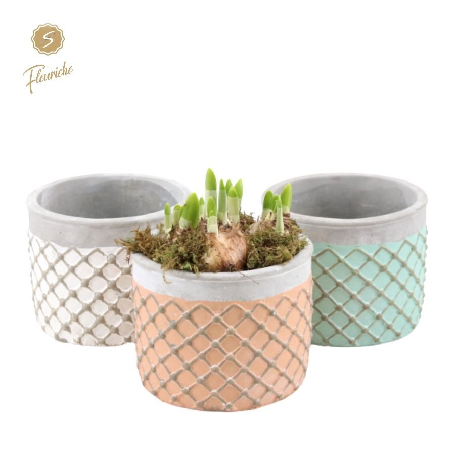 (3942) Narcissus Lloret de Mar 3PP Mos, D 19 cm