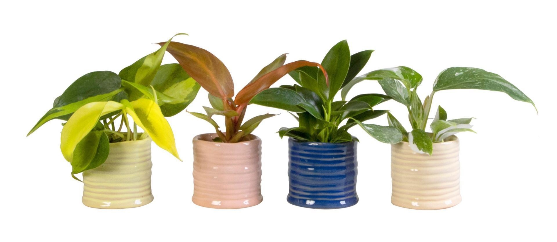 L 66000 with Philodendron Mix 6 cm, D 6