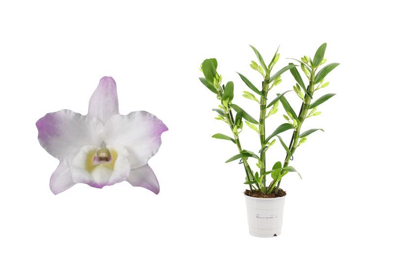 Dendr Nobile p12 Kumiko 3T15+tros compact, D 12