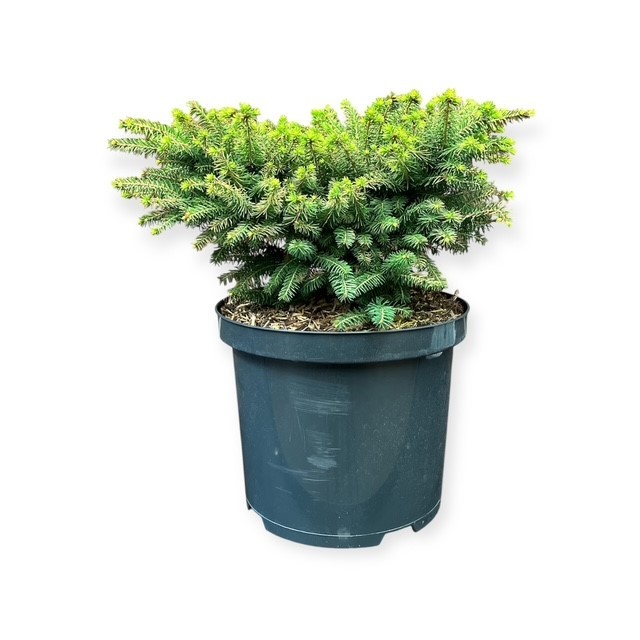 Picea a. 'Nidiformis', D 23