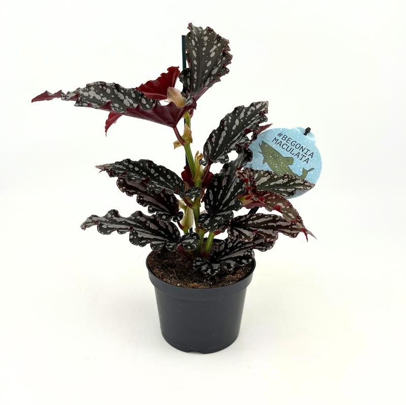 BEGONIA MACULATA 'RUBY COMPACT', D 12 cm