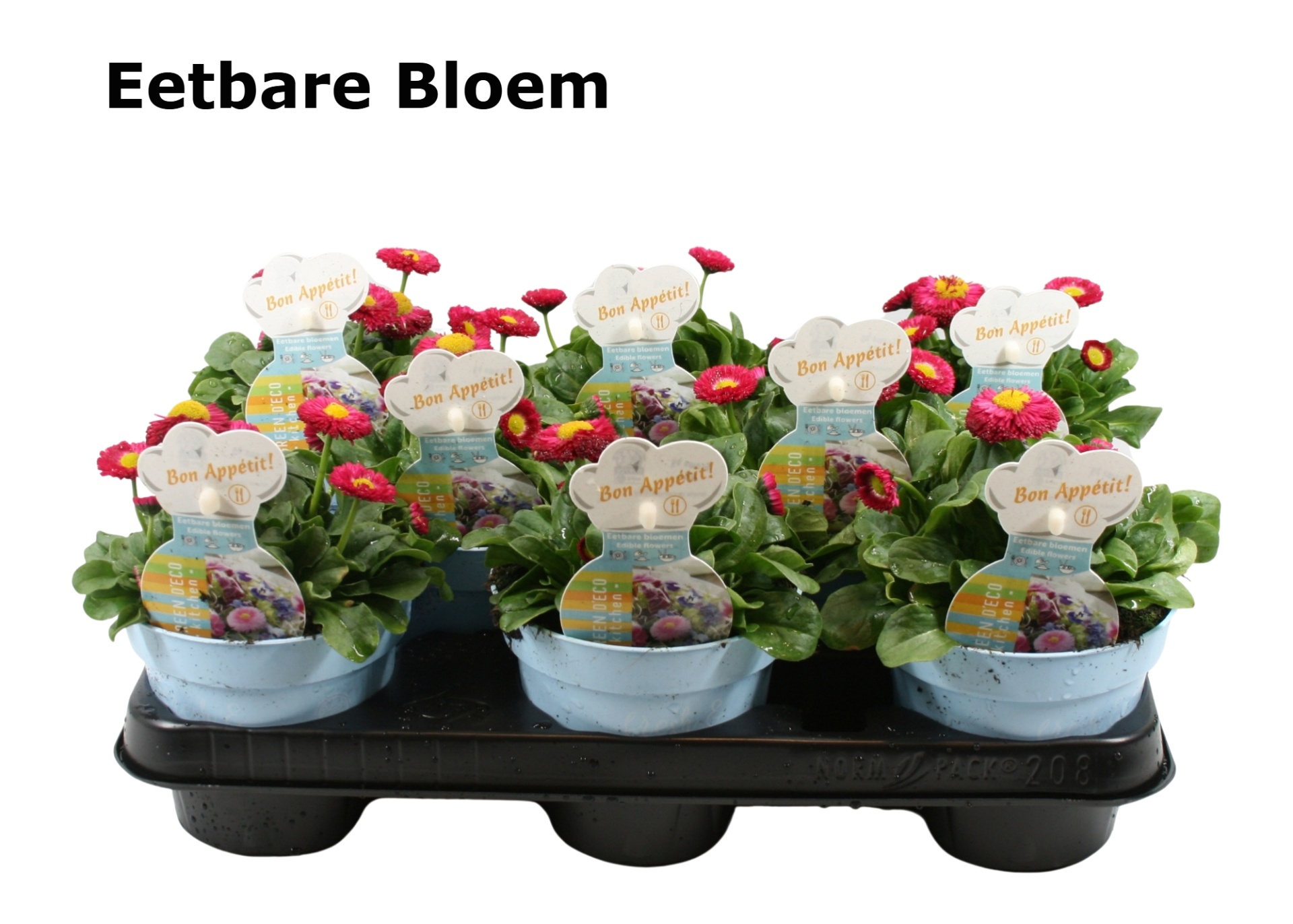 Bellis rood eetbare bloem zonder etiket, D 12