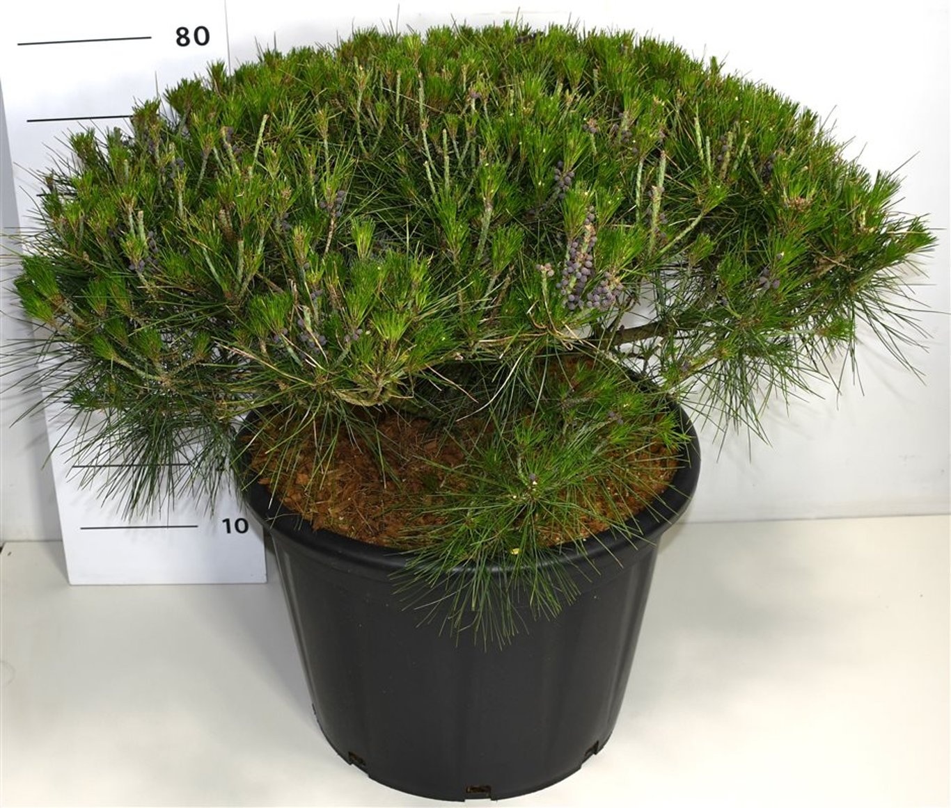 Pinus d. 'Alice Verkade', D 54