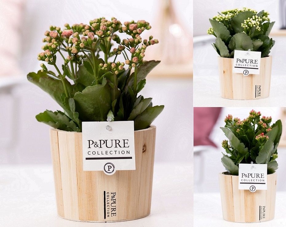 Kalanchoe mix in P&PURE Wood 5, D 12