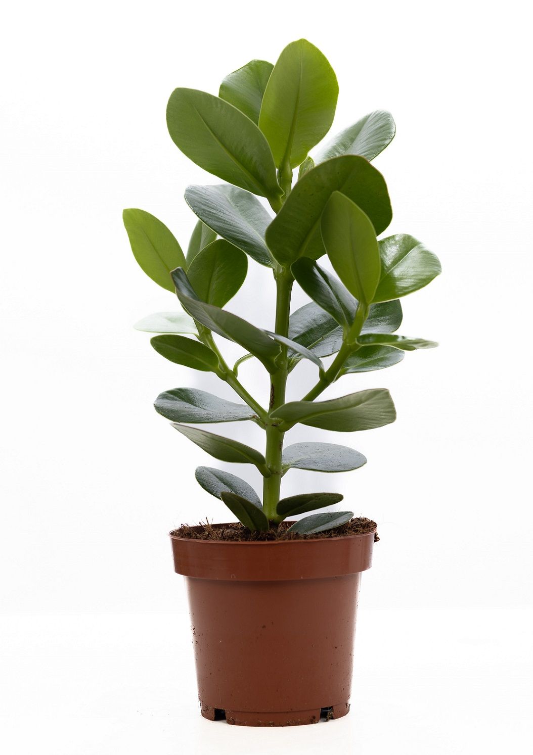 Clusia Rosea Princess P&PURE Collection, D 12