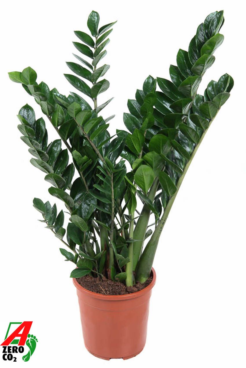 Zamioculcas Zamiifolia P24, D 24