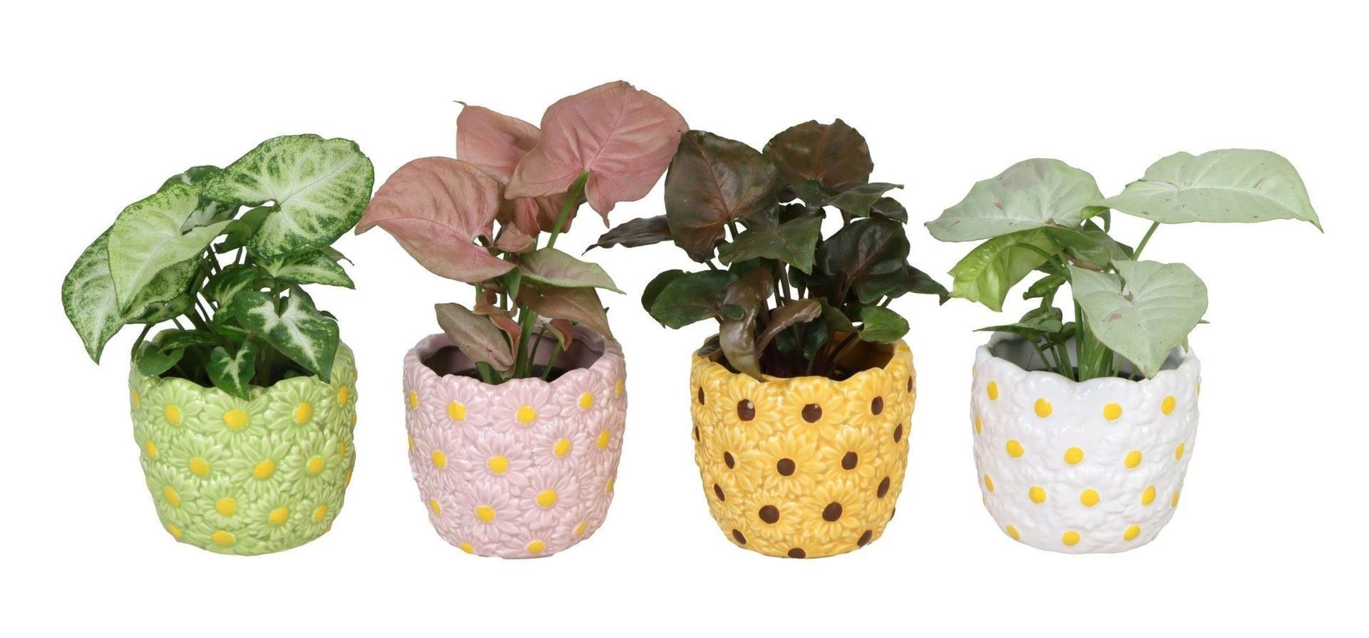 L 66576 with Syngonium Mix 6 cm, D 6