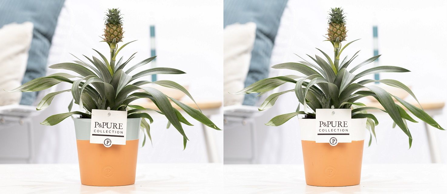 Ananas Rosita in P&PURE Terra Cotta 4 ass. 2, D 12