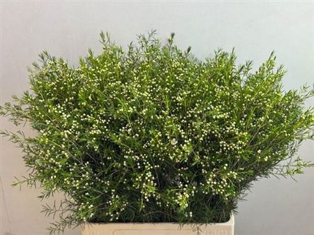 Шамелациум Офир 70, шт.