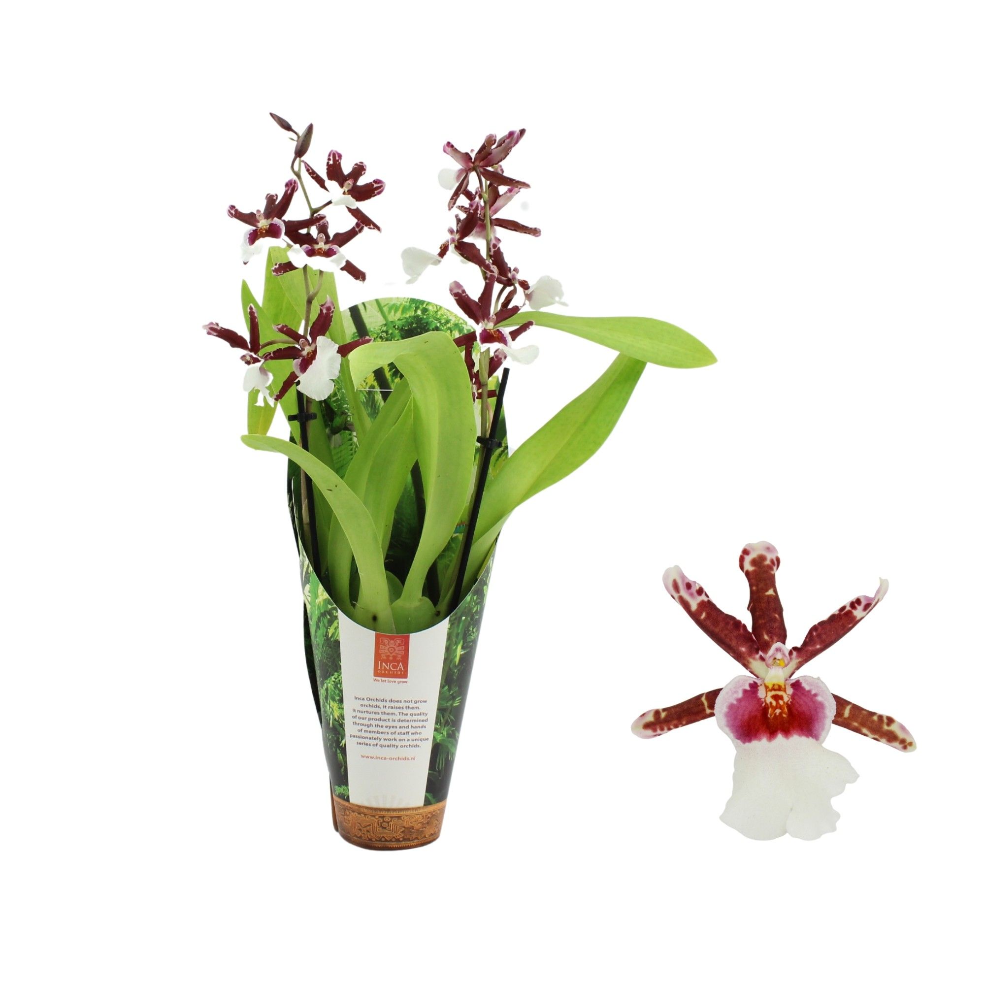 Inca Cambria Renaissance 2 spike in luxury jungle cover, D 9 cm