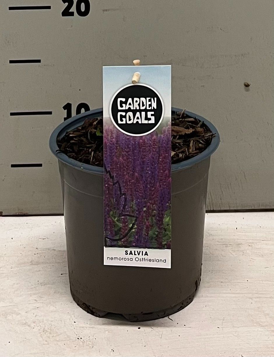 Salvia nemorosa 'Ostfriesland', D 14