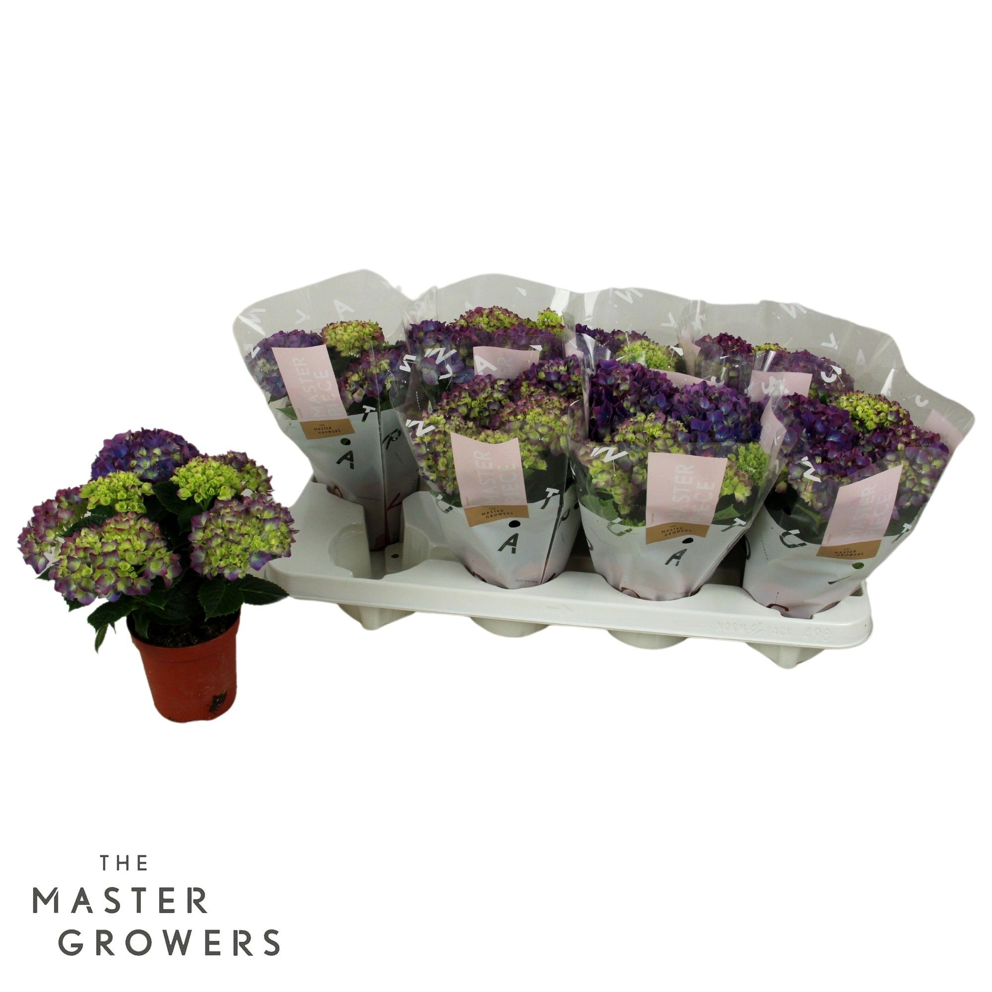 Hydrangea TableTensia Lila 10cm 5+, D 10