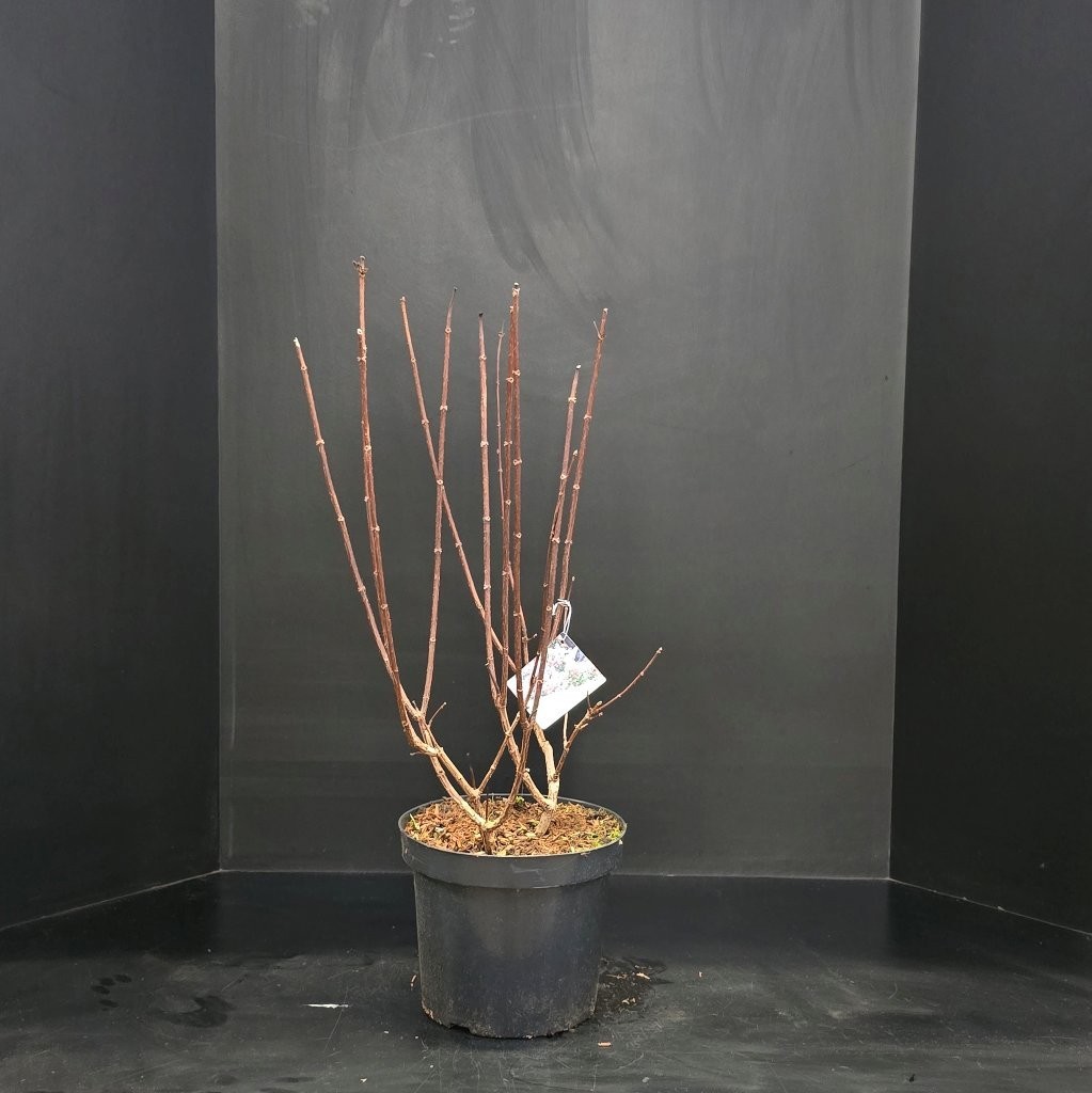 Hydrangea paniculata Pinky Winky, D 26