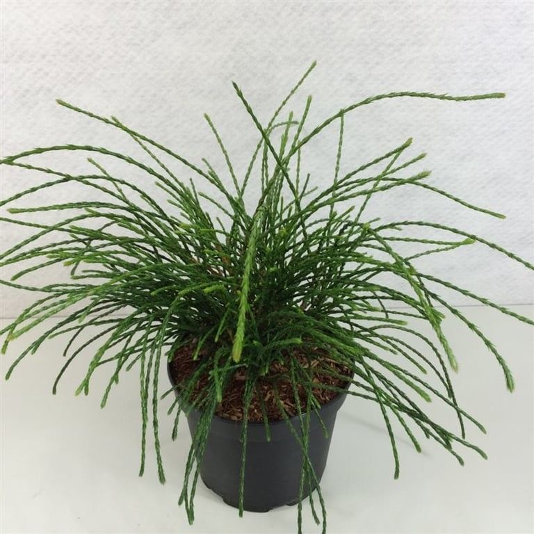 Thuja plic. 'Whipcord', D 19