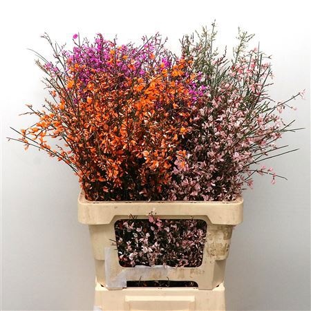 Гениста крашеная Пинк за пучок 65 (краш. ), пуч.