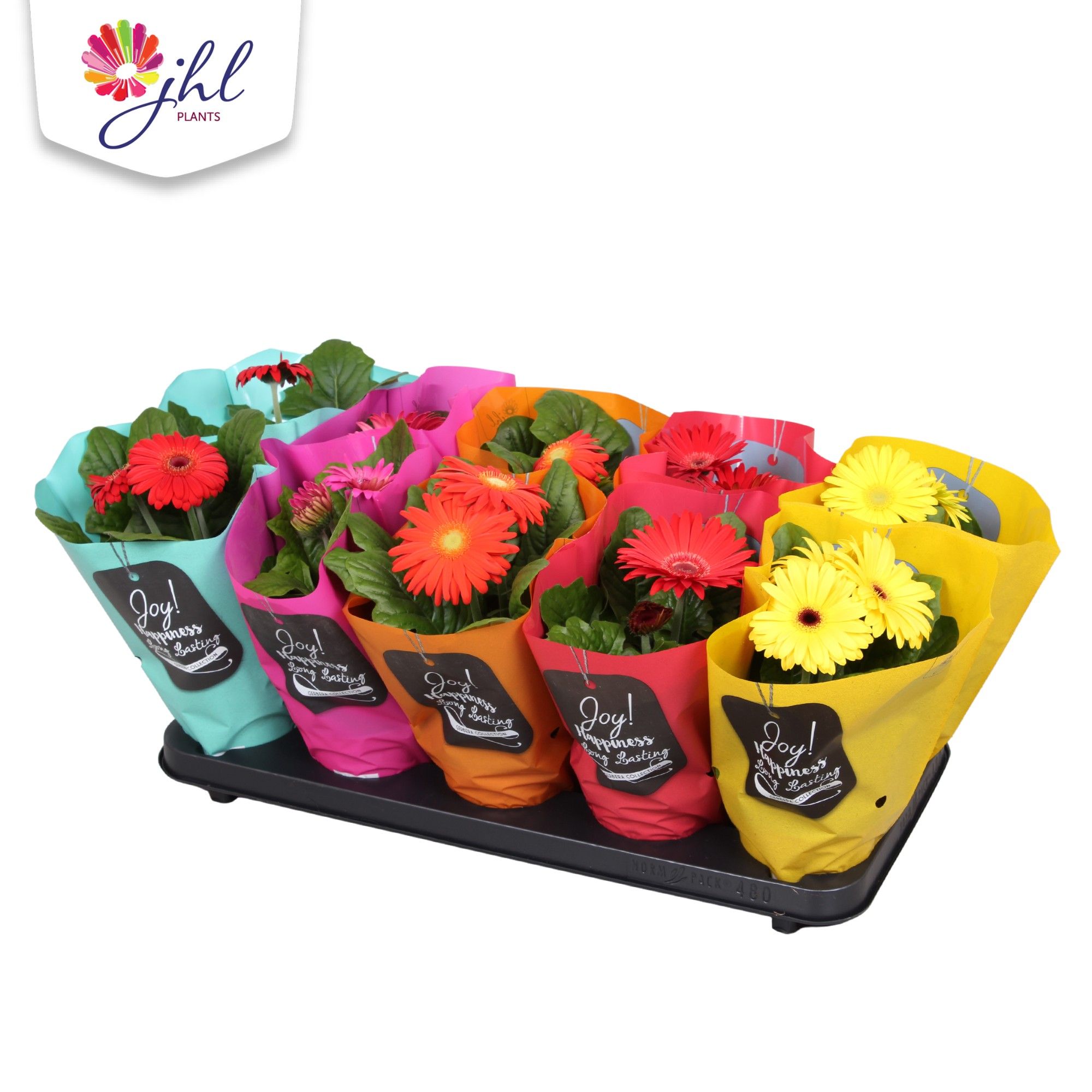 Gerbera in TT hoes 5 kleuren., D 12 cm Gerbera in TT hoes 5 kleuren., D 12 cm