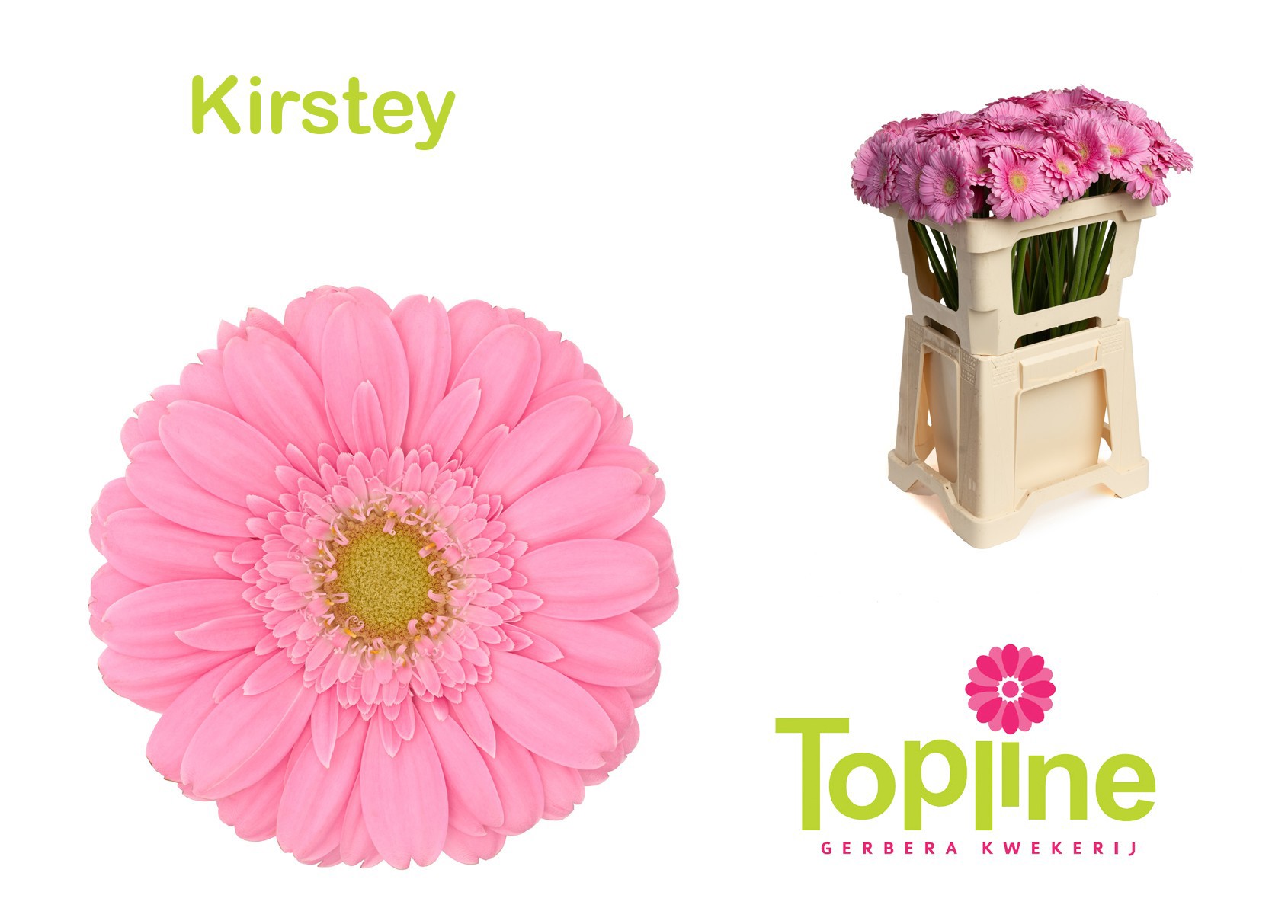 Гермини Кирсти (роз.), шт.