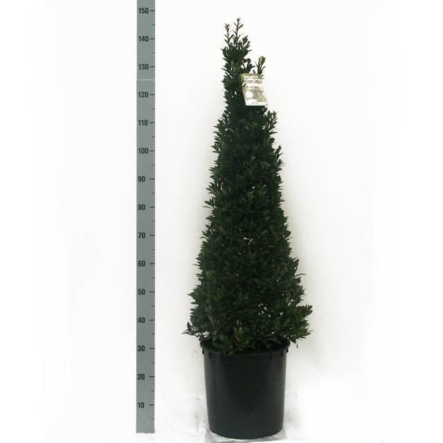 Laurus nobilis 'Bay Junior' Speciale Pyramide - Vlaamse Laurier, D 34