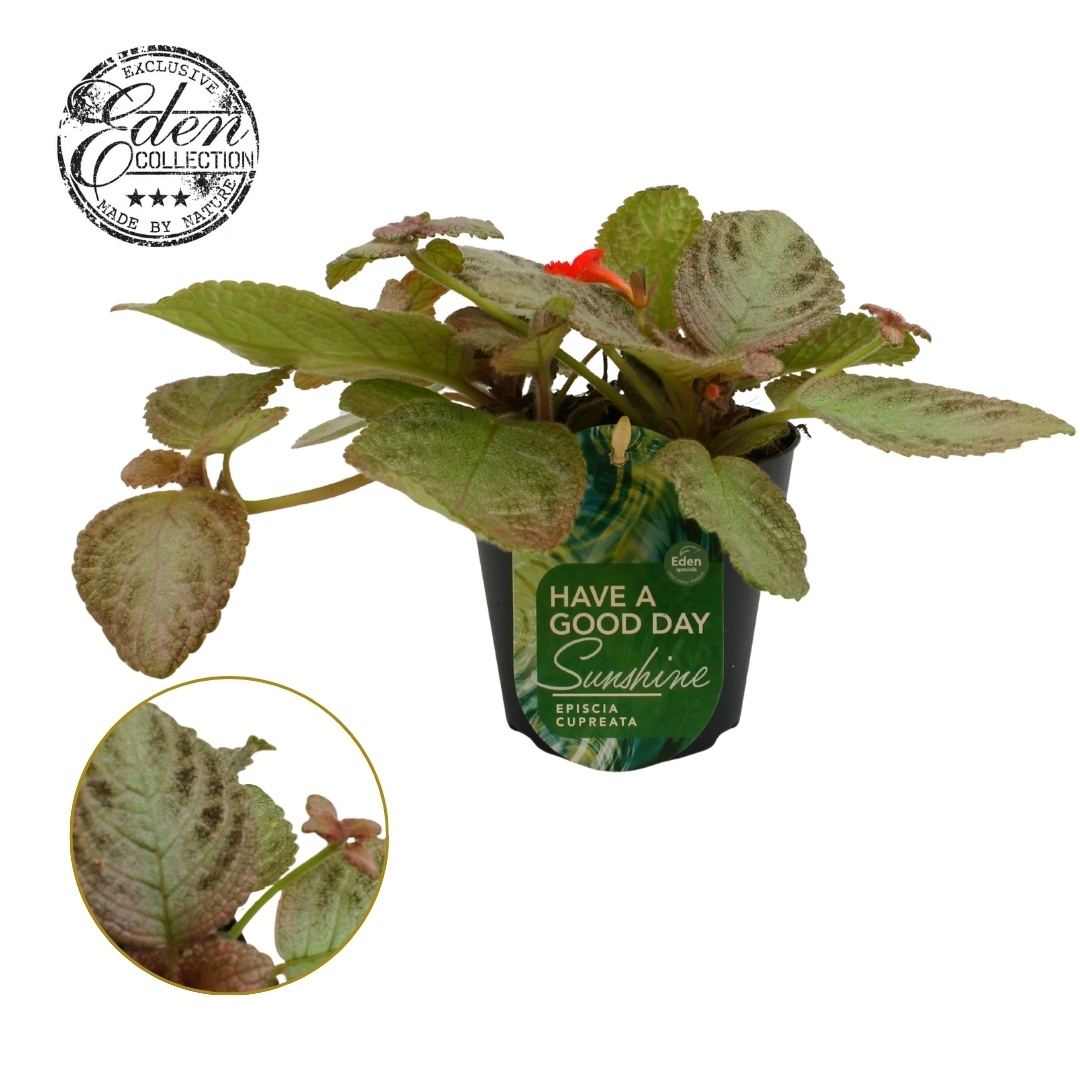 Episcia cupreata Tierra Plata 12cm, D 12 cm