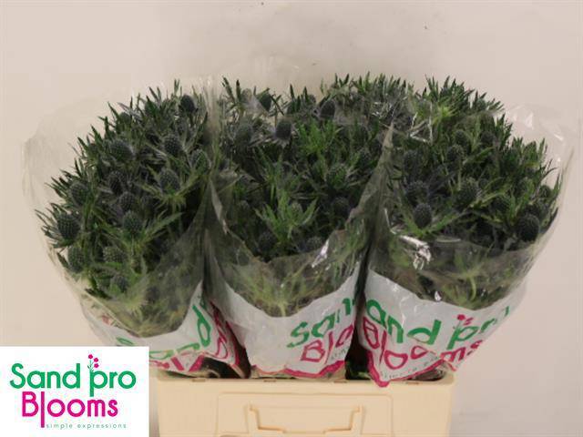 Эрингиум Блю Лагун 60 (син.), шт.