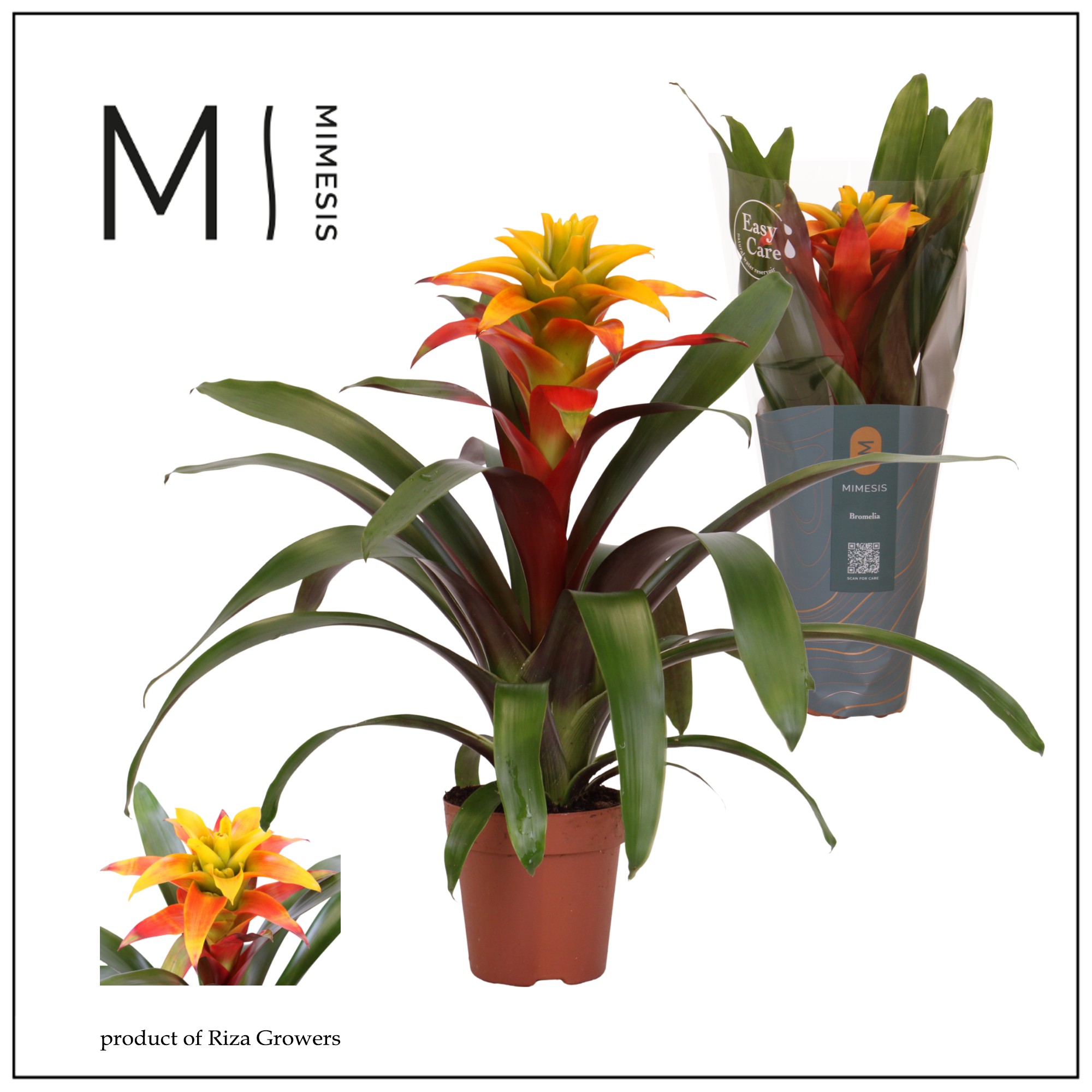 Guzmania Fiero Yellow - 12cm | Mimesis, D 12