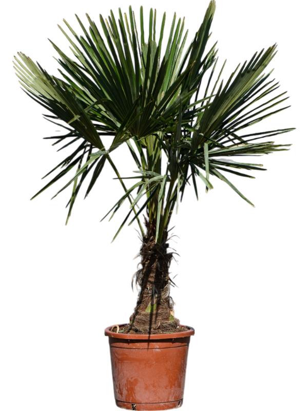 Trachycarpus fortunei (130-160), D 32